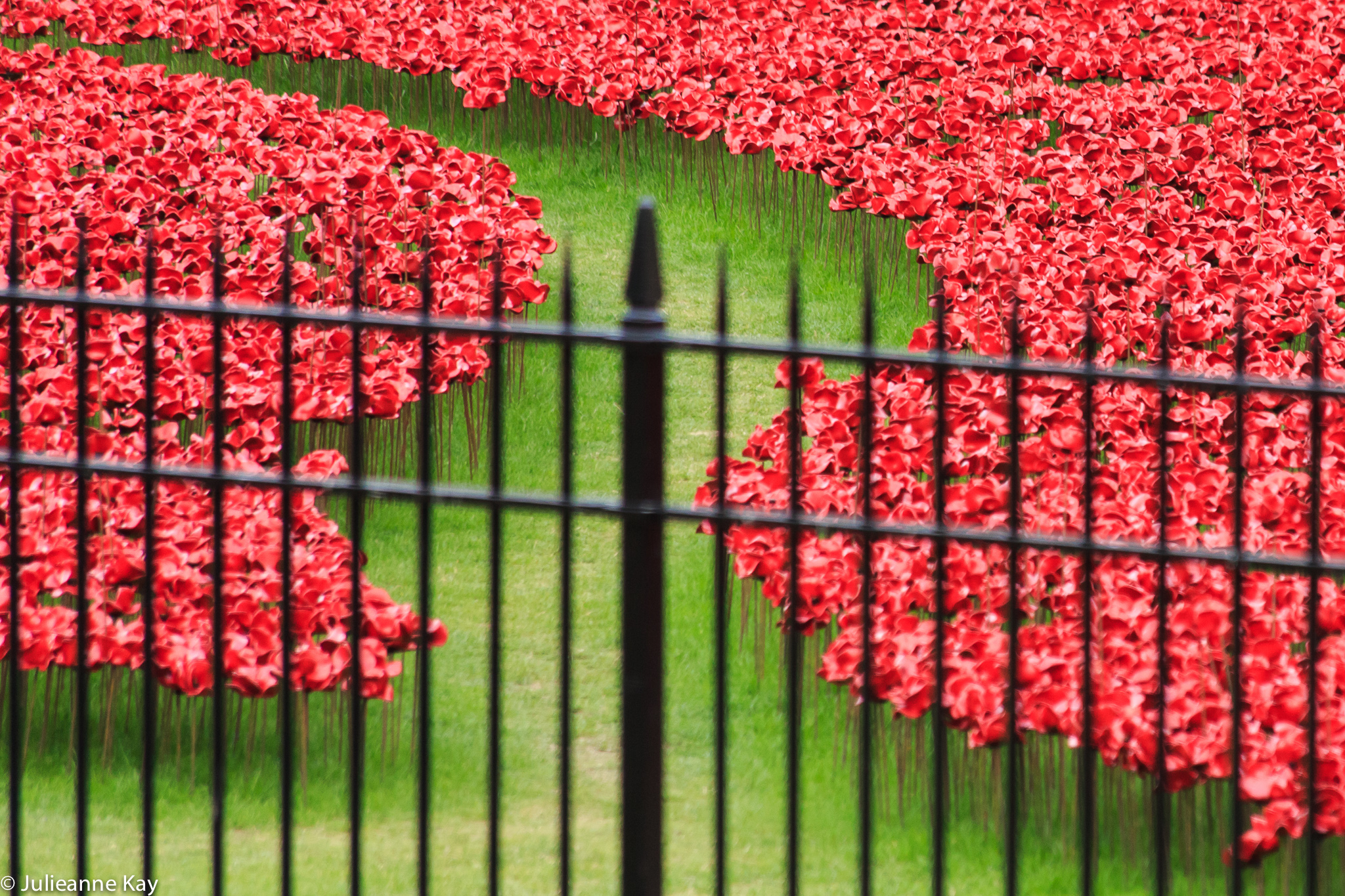 Tower of London Poppies