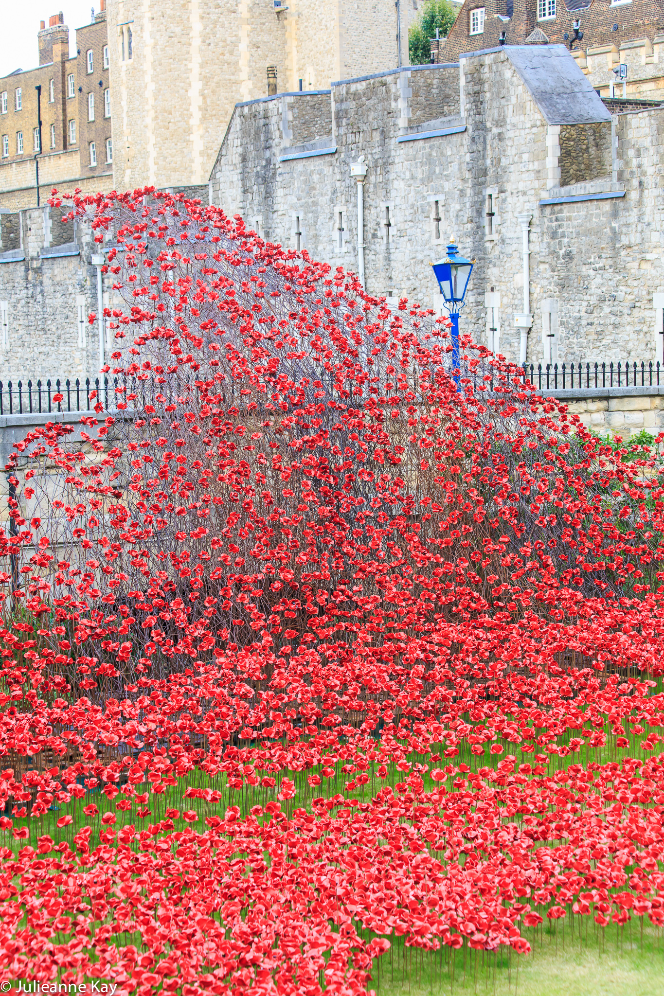 Tower of London Poppies