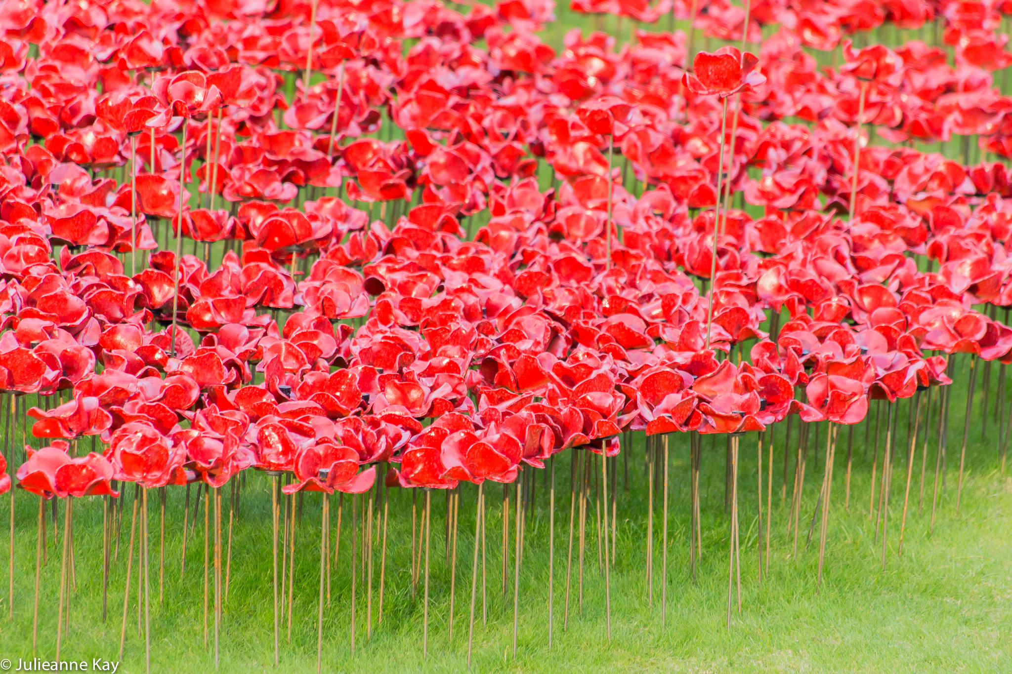 Tower of London Poppies